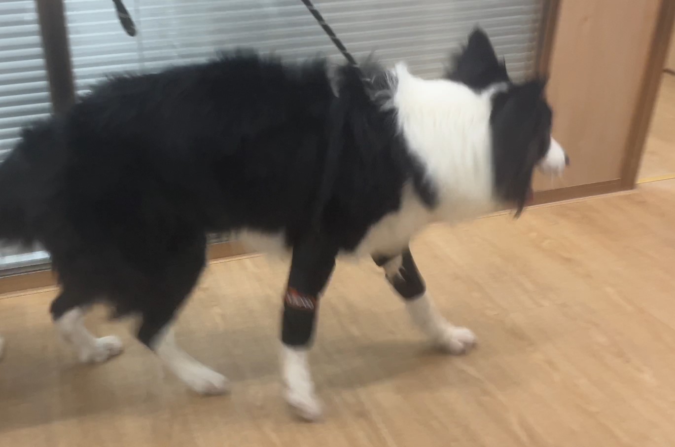 Dog Wrist Brace Sports Protection review Lucey 02