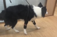 Dog Wrist Brace Sports Protection review 1