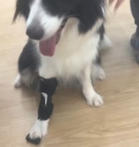 Dog Front Leg No-Knuckling Training Sock review 0