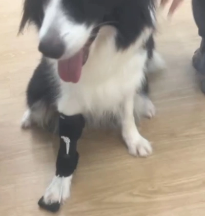 Dog Front Leg No-Knuckling Training Sock review 