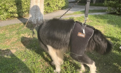 Hip Brace for Dogs with Hip Dysplasia review 