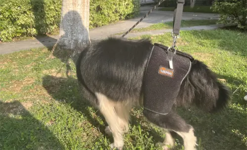 Hip Brace for Dogs with Hip Dysplasia review Daniela Santander