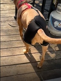 Dog Hip Dysplasia Brace review 0