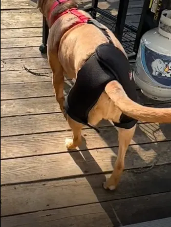Dog Hip Dysplasia Brace review Debbie