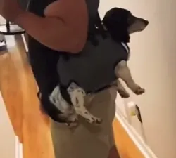 Oxford Full Body Lifting Harness for Dogs review Stephi2boobies 01