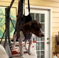 Oxford Full Body Lifting Harness for Dogs review 1
