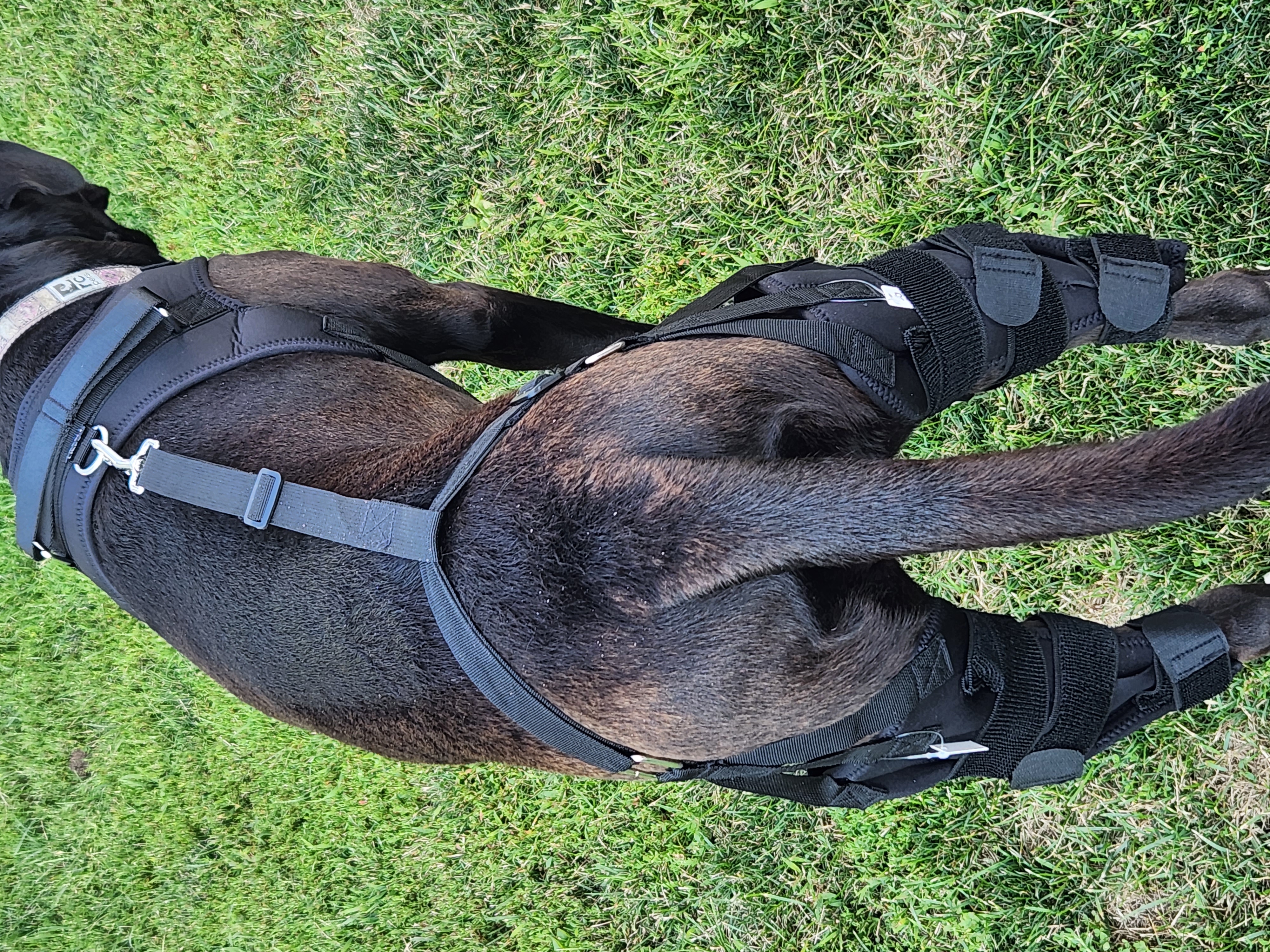 Dog Torn Acl Brace review 0