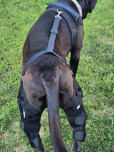 Dog Torn Acl Brace review 