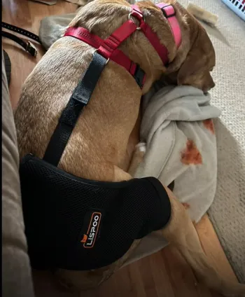 Dog Hip Dysplasia Brace review Jerry W