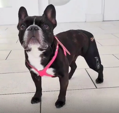 Adjustable Dog Acl Brace review 