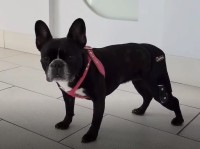 Adjustable Dog Acl Brace review 1