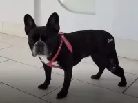 Adjustable Dog Acl Brace review 1