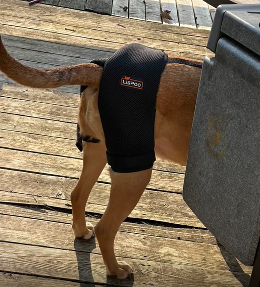Dog Hip Dysplasia Brace review 0