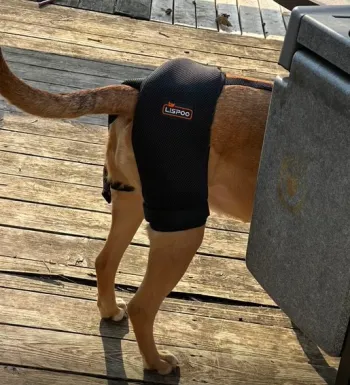 Dog Hip Dysplasia Brace review Randy