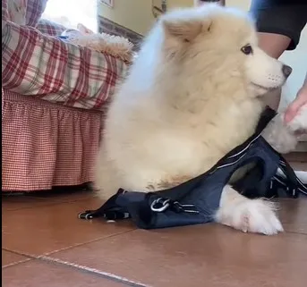 Dog Lift Harness Full Body Support review mumen e. 01