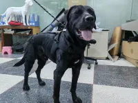 Dog Torn Acl Brace review 0