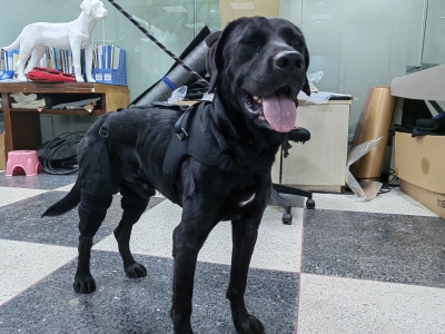 Dog Torn Acl Brace review 