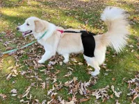 Dog Hip Dysplasia Brace review 0