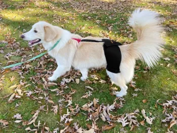 Dog Hip Dysplasia Brace review Margie Lopez