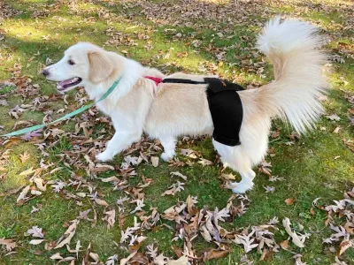 Dog Hip Dysplasia Brace review 
