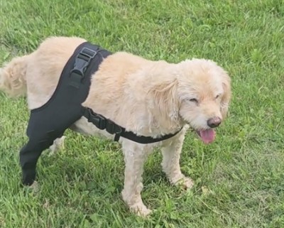 Dog Double Leg Brace review 
