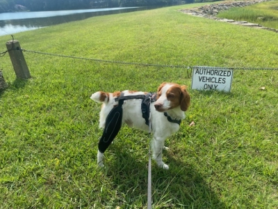 Dog Knee Brace with Metal Splint Hinge Support for ACL review 