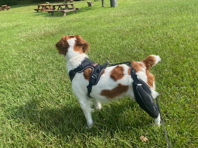 Dog Knee Brace with Metal Splint Hinge Support for ACL review 1