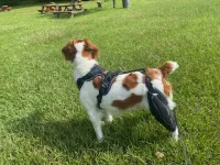 Dog Knee Brace with Metal Splint Hinge Support for ACL review 1
