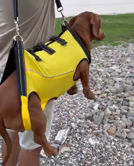 Dog Lift Harness Full Body Support review JONNIE 01