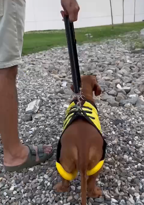 Dog Lift Harness Full Body Support review JONNIE 02