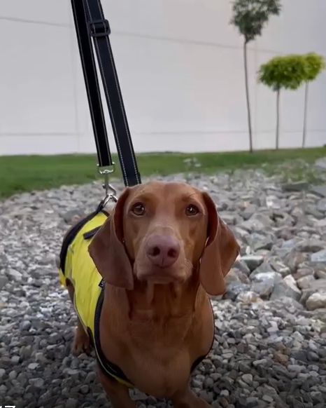 Dog Lift Harness Full Body Support review JONNIE 03