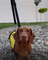 Dog Lift Harness Full Body Support review 2