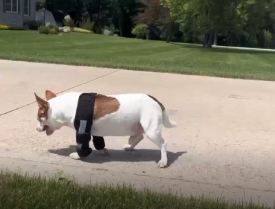 Hinged Dog Shoulder Support Brace review 