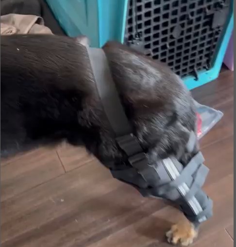Hinged Dog Leg Brace review 0