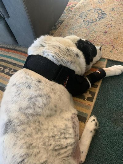 Dog Double Elbow & Shoulder Brace review 