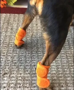 Dog Wrist Wrap review Japeny
