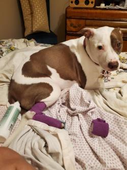 Adhesive Bandages for Dogs review Marrinb
