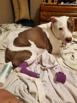 Adhesive Bandages for Dogs review Marrinb