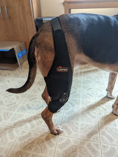 Adjustable Dog Acl Brace review 