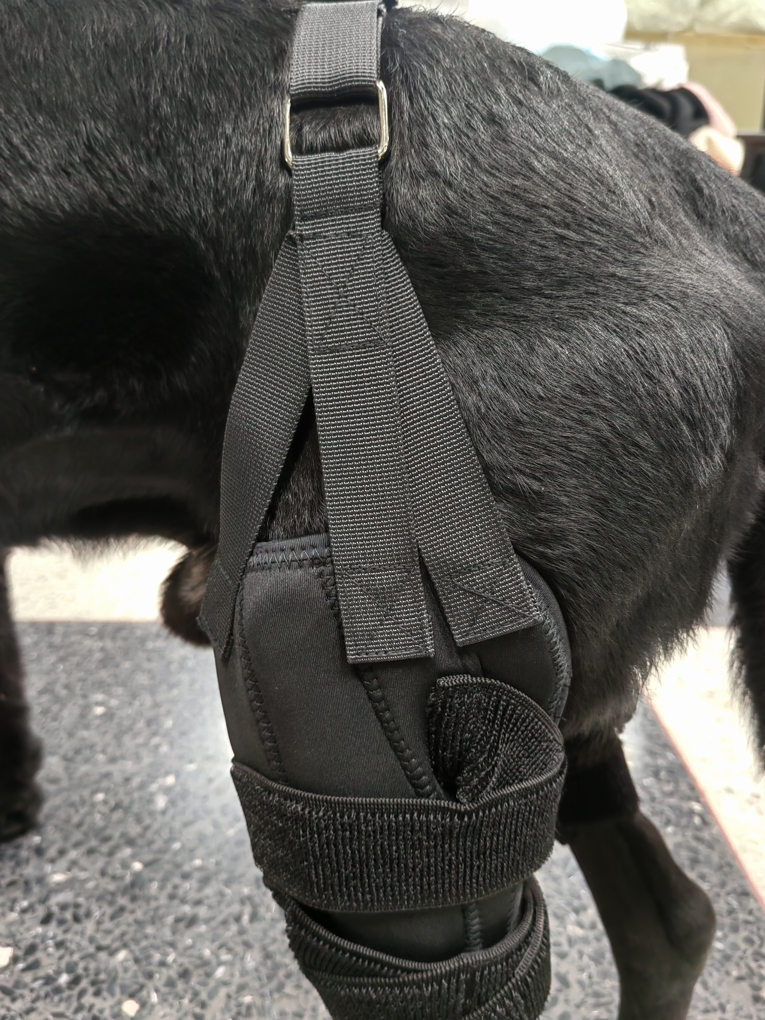 Dog Torn Acl Brace review 0