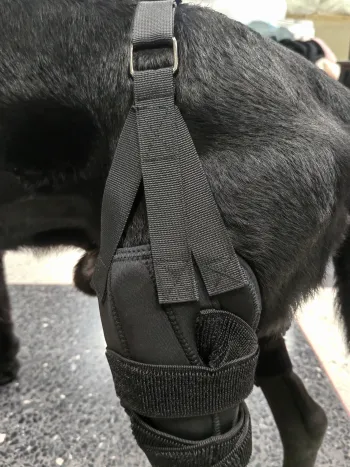 Dog Torn Acl Brace review Rochelle Wing