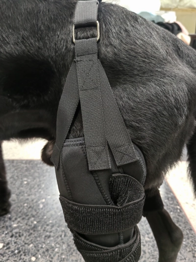Dog Torn Acl Brace review 