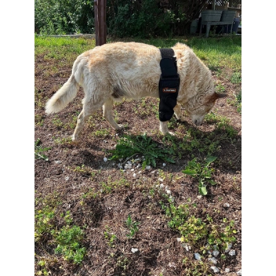 Dog Double Elbow & Shoulder Brace review 