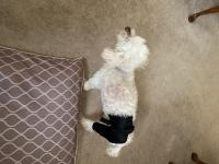 Dog Hip Hound Brace review 0