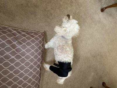 Dog Hip Hound Brace review 