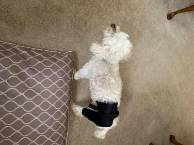 Dog Hip Hound Brace review 
