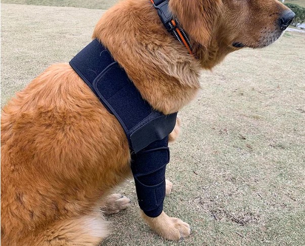 Dog Elbow Dysplasia Brace review Susie
