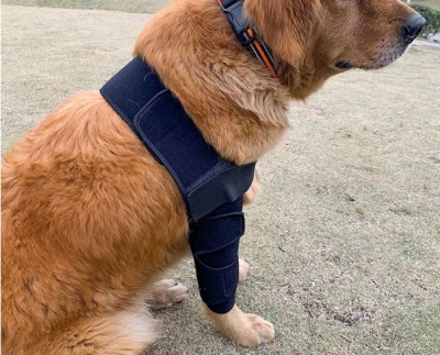 Dog Elbow Dysplasia Brace review 