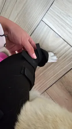 Dog Knee Support Brace review Tabitha