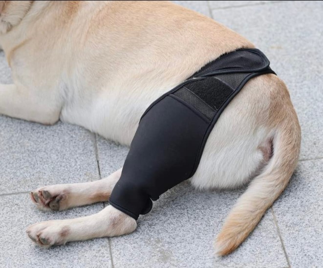 Dog Knee Brace For Torn Acl review 0